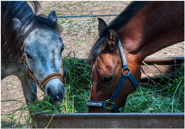 Featured image for Demystifying Dietary Myths: Separating Fact from Fiction for Optimal Health