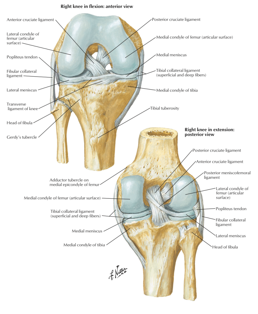 Content image for The Essential Guide to Physiotherapy for Knee Injuries: ACL and Meniscus