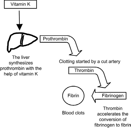 Featured image for The Essential Guide to Vitamin K: Blood Clotting, Bone Health, and Supplementation