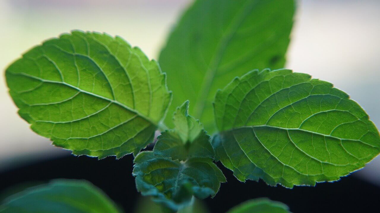 Featured image for Exploring the Benefits of Adaptogenic Herbs: Ashwagandha, Rhodiola, and Stress