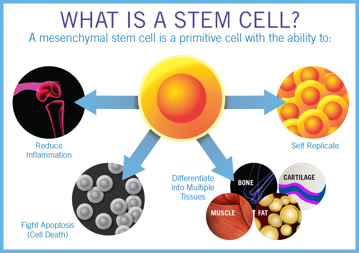 Featured image for The Importance of Stem Cell Therapy: Regenerative Medicine and Applications