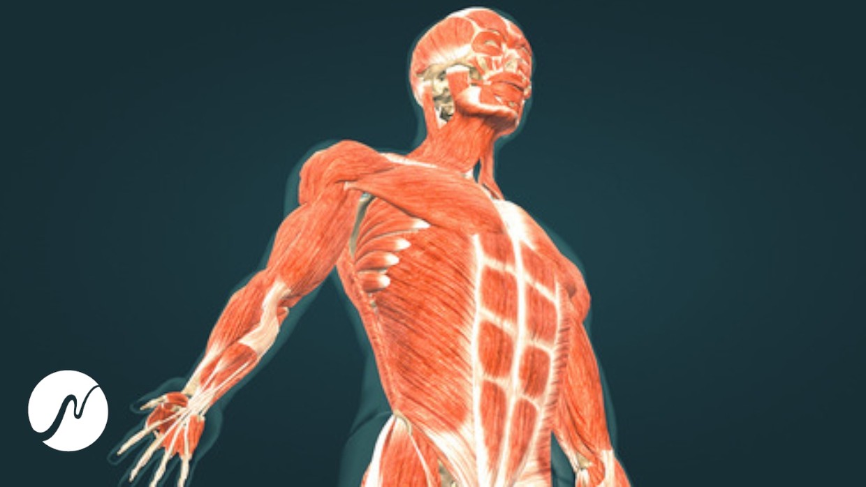 Featured image for The Crucial Role of Protein in Supplementation: Muscle Growth and Repair