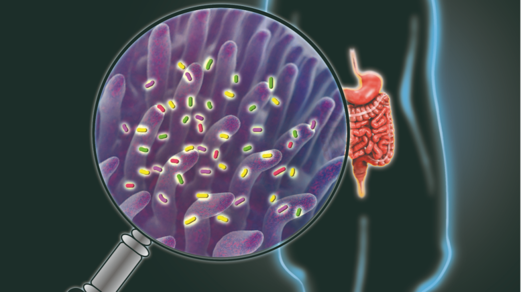 Content image for Exploring the Benefits of Prebiotics: Gut Health and Probiotic Support